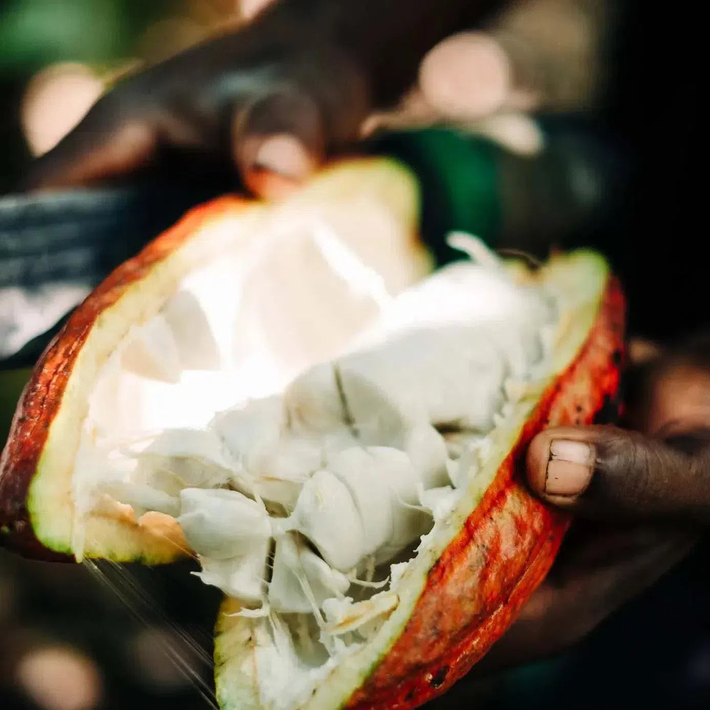 Juodasis šokoladas Uganda Semuliki Forest-BEANINGFUL-Misiule.lt